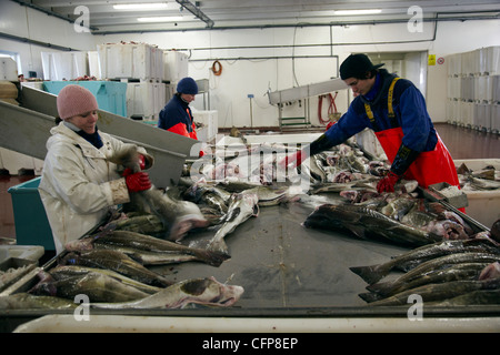 Dans une usine de poisson Röst, Lofoten, Norvège Banque D'Images