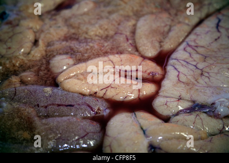 Dans une usine de poisson Röst, Lofoten, Norvège Banque D'Images