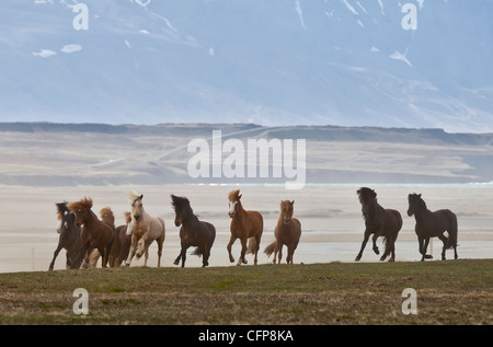 Troupeau de chevaux Islandais fonctionnant gratuitement, Skagafjordur, Islande Banque D'Images