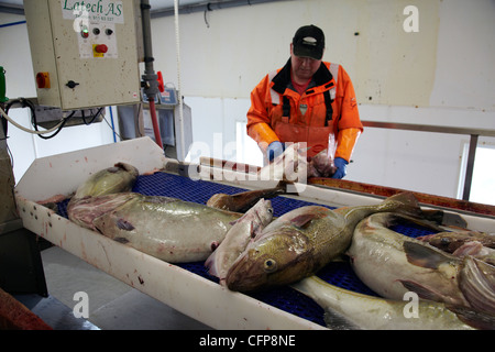 Dans une usine de poisson Röst, Lofoten, Norvège Banque D'Images
