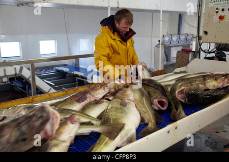 Dans une usine de poisson Röst, Lofoten, Norvège Banque D'Images