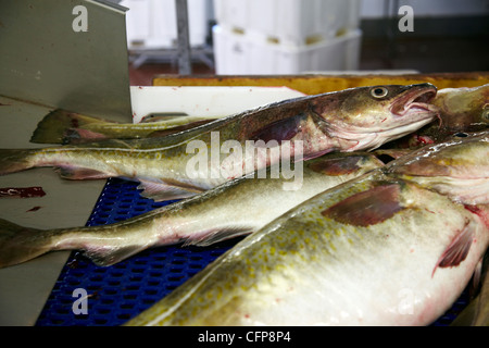 Dans une usine de poisson Röst, Lofoten, Norvège Banque D'Images