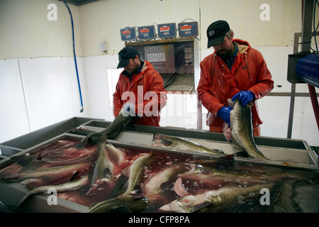 Dans une usine de poisson Röst, Lofoten, Norvège Banque D'Images