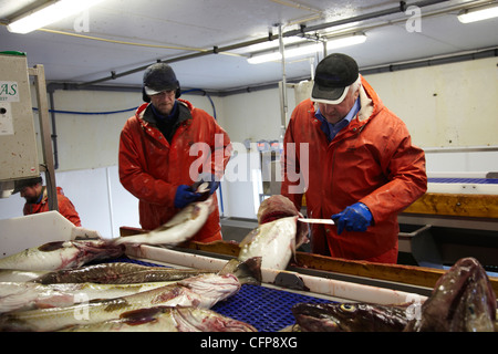 Dans une usine de poisson Röst, Lofoten, Norvège Banque D'Images