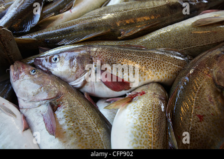 Dans une usine de poisson Röst, Lofoten, Norvège Banque D'Images
