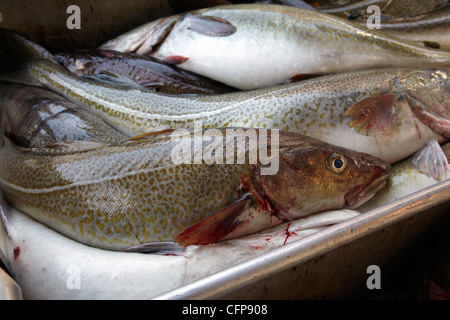 Dans une usine de poisson Röst, Lofoten, Norvège Banque D'Images