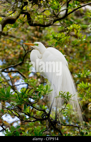 Une grande aigrette en plumage nuptial à l'Alligator Farm rookery à Saint Augustine, Floride, USA. Banque D'Images