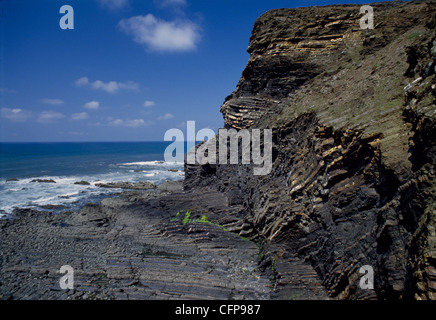 Rock fort pendage des strates carbonifères à Thorn's Beach près de Crackington Haven, Cornwall, UK Banque D'Images