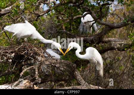 Une paire de grandes aigrettes blanches construire leur nid à l'Alligator Farm rookery à Saint Augustine, Floride, USA. Banque D'Images