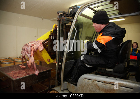 Dans une usine de poisson Röst, Lofoten, Norvège Banque D'Images