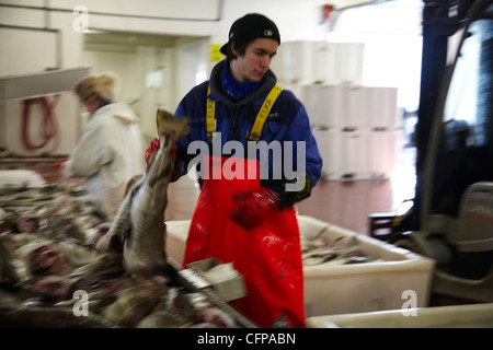 Travailleurs dans une usine de poisson préparation à sécher la morue stockfish Banque D'Images