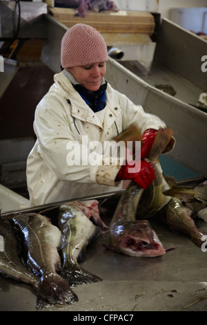 Travailleurs dans une usine de poisson préparation à sécher la morue stockfish Banque D'Images
