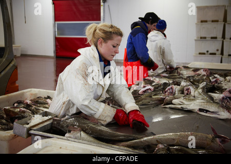 Travailleurs dans une usine de poisson préparation à sécher la morue stockfish Banque D'Images