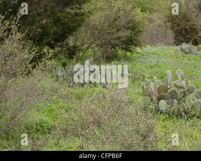 Paysage de Hill Country Banque D'Images