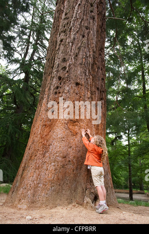 Petite fille à atteindre touch grand arbre Banque D'Images