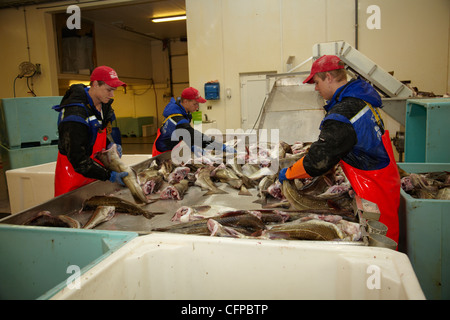 Travailleurs dans une usine de poisson Röst, Lofoten, Norvège. Banque D'Images