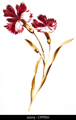 Illustration couleur des fleurs en aquarelles Banque D'Images