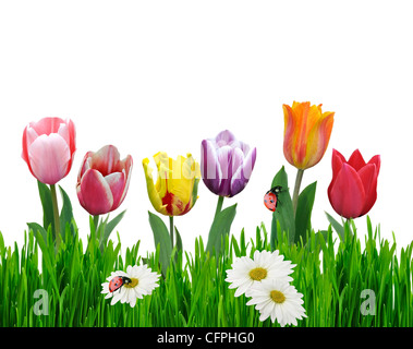 Fleurs de tulipes colorées et l'herbe verte sur fond blanc Banque D'Images