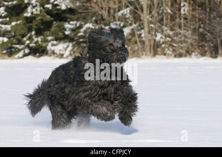 Berger de Brie (Briard) chien dans la neige Banque D'Images