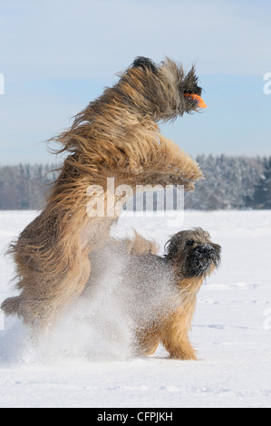 Berger de Brie (Briard) les chiens dans la neige attraper un frisbee Banque D'Images