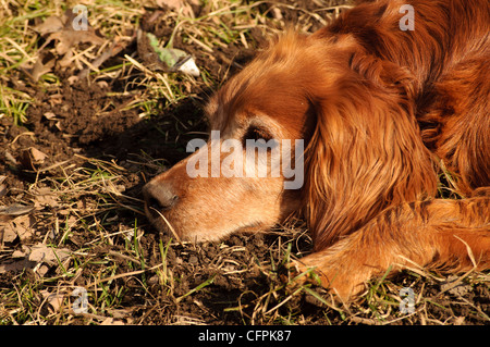 Chien Banque D'Images