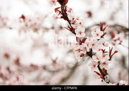 Prunus cerasifera 'Purple Flash', Cherry Plum, blossom Banque D'Images