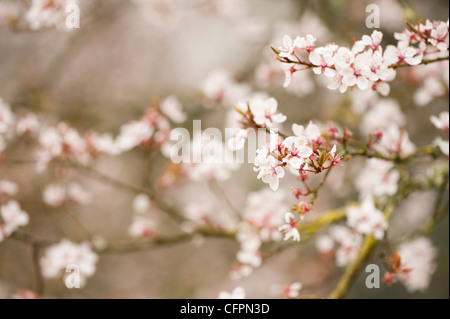 Prunus cerasifera 'Hessei', Cherry Plum, blossom Banque D'Images