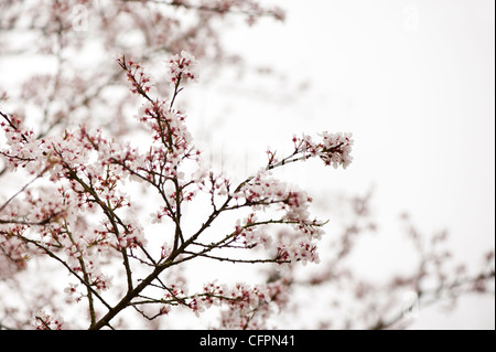 Prunus cerasifera 'Hessei', Cherry Plum, blossom Banque D'Images