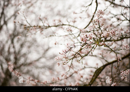 Prunus cerasifera 'Hessei', Cherry Plum, blossom Banque D'Images