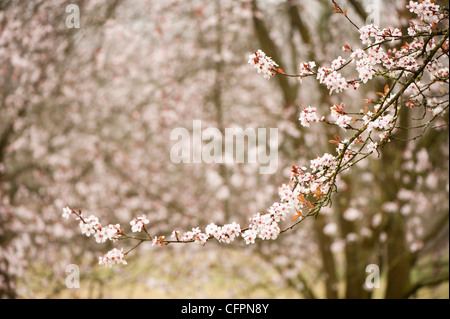 Prunus cerasifera 'Hessei', Cherry Plum, blossom Banque D'Images