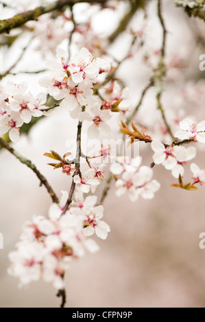 Prunus cerasifera 'Hessei', Cherry Plum, blossom Banque D'Images