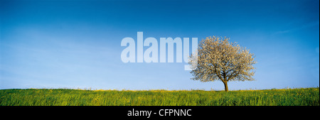 Arbre de fruits isolé, campagne au printemps, vue panoramique Banque D'Images