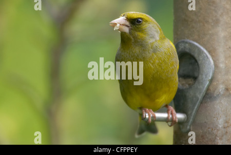 Verdier, Carduelis chloris, sur jardin d'alimentation. Berkshire, Royaume-Uni. Banque D'Images