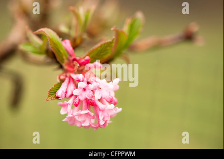 Viburnum x bodnantense 'Dawn' en fleurs Banque D'Images