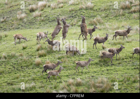 Grand troupeau de Red Deer (Cervus elaphus avec trois cerfs combats. Beinn nan Losgann, Ardnamurchan, UK Banque D'Images