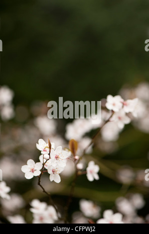 Prunus cerasifera 'Pissardii', Purple-Leaved prune, blossom Banque D'Images