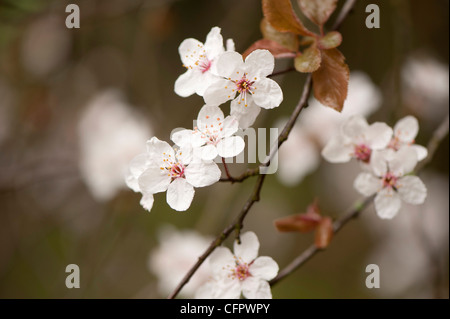 Prunus cerasifera 'Pissardii', Purple-Leaved prune, blossom Banque D'Images