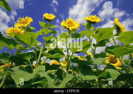 Vue de dessous de tournesols sur fond de ciel bleu et nuages Banque D'Images