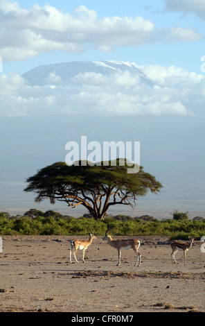 Les gazelles de Grant et d'une gazelle de Thomson avec le Kilimandjaro en arrière-plan, le Parc national Amboseli, Kenya, Afrique de l'Est. Banque D'Images