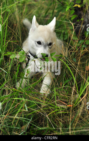 jeune Samoyède Banque D'Images