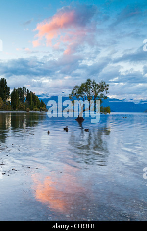 Début de soirée au Lac Wanaka, Otago, Nouvelle-Zélande. Banque D'Images