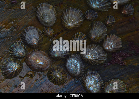 Les balanes sur rock Banque D'Images