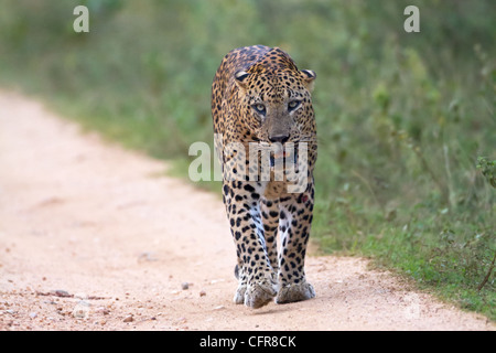 Leopard à Yala NP, Sri Lanka. Banque D'Images