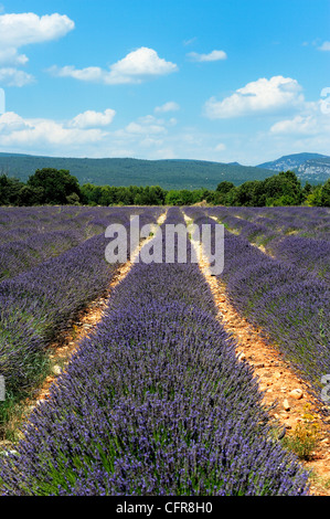 Champs de lavande autour de Roussillon, Parc Naturel Régional du Luberon, Vaucluse, Provence, France, Europe Banque D'Images