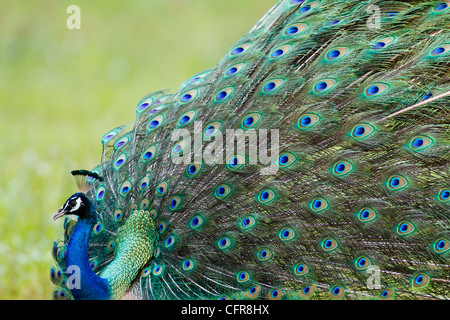 Peacock afficher Banque D'Images
