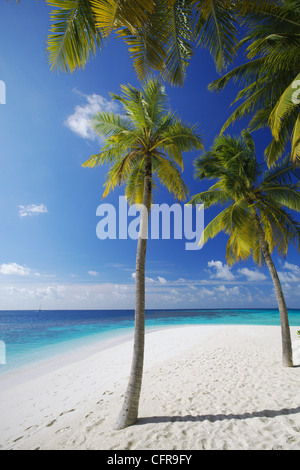 Palmiers sur la plage, Maldives, océan Indien, Asie Banque D'Images