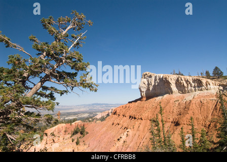 Bouleau noir Canyon, Bryce Canyon National Park, Utah, États-Unis d'Amérique, Amérique du Nord Banque D'Images