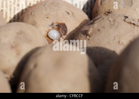 Les pommes de terre de semence Chitting montrant des signes de flétrissement Banque D'Images