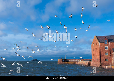 Un troupeau de vol de mouettes sur le port à North Berwick, en Écosse. Banque D'Images