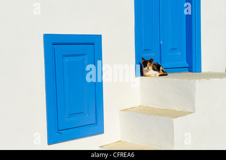 Chat dans le vieux village de Kastro, Sifnos, Cyclades, îles grecques, Grèce, Europe Banque D'Images